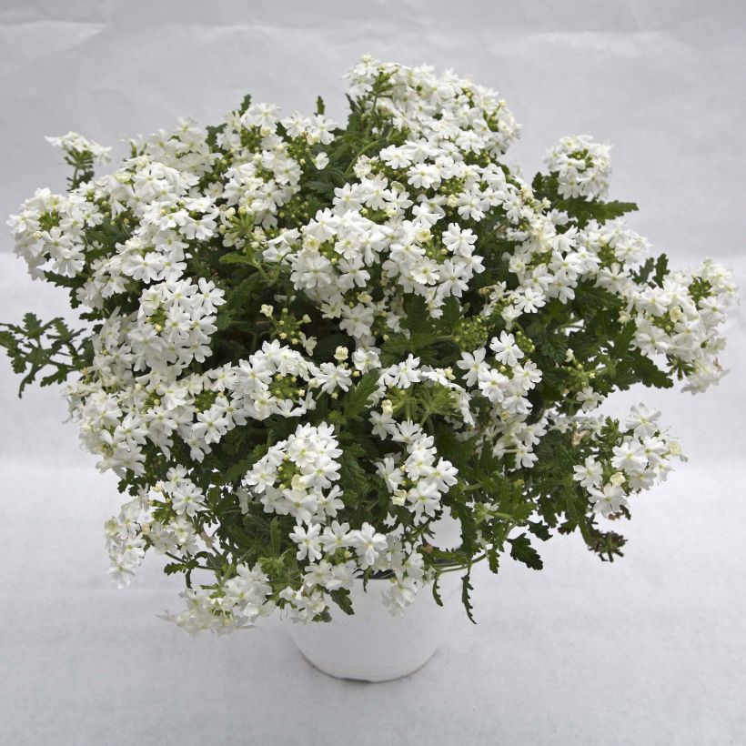 Verbena Virgo White (Hábito)