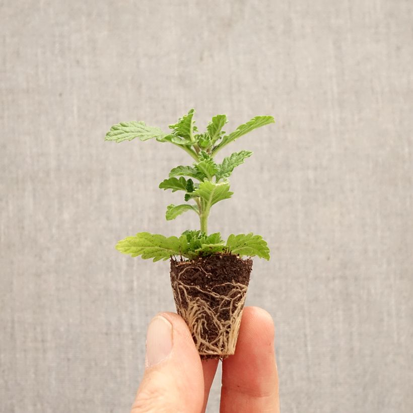 Amostra de Verbena peruviana Firehouse Peppermint (Red Star) Mini-torrão Ø 3/4 cm tal como entregue na primavera