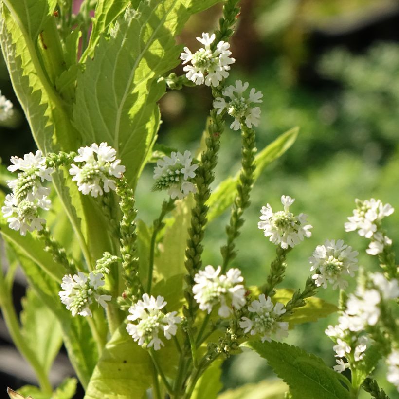 Verbena hastata White Spires (Floração)
