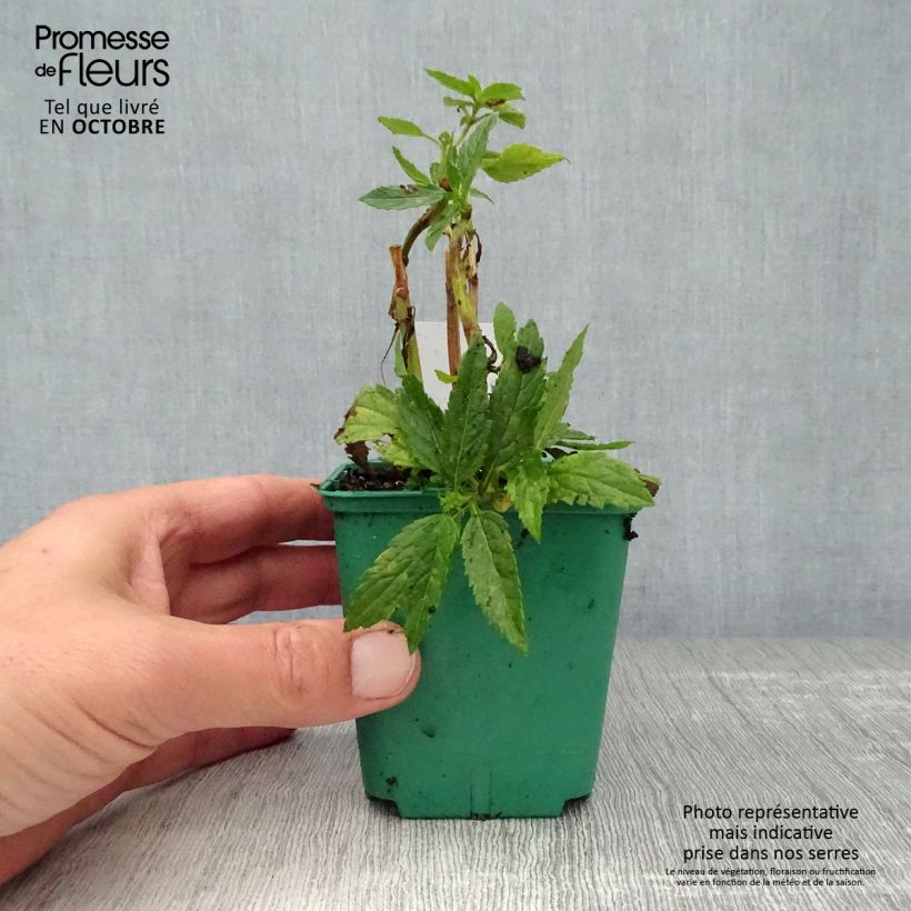 Amostra de Verbena hastata White Spires Vaso de 8/9 cm tal como entregue no outono