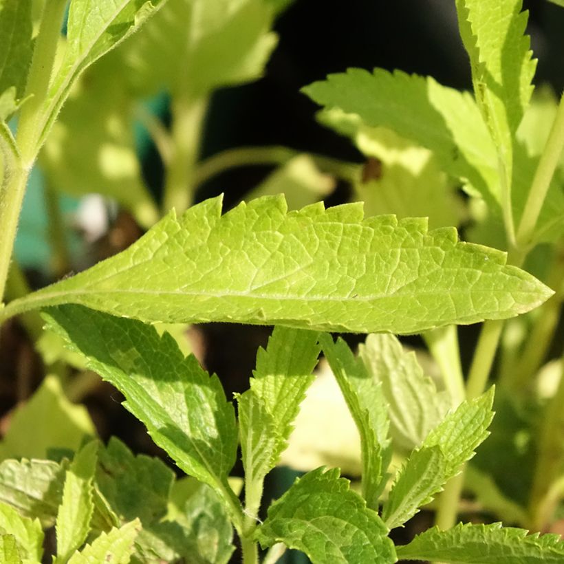 Verbena hastata White Spires (Folhagem)
