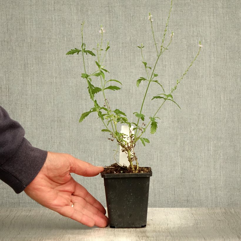 Amostra de Verbena officinalis - Verbena-oficinal Vaso de 8/9 cm tal como entregue no verão