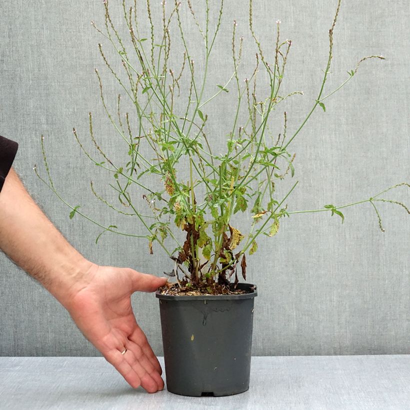 Amostra de Verbena officinalis - Verbena-oficinal Vaso de 2 L/3 L tal como entregue no verão