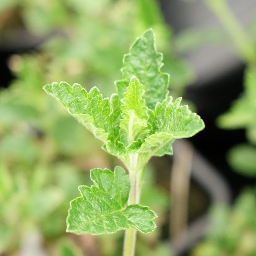Glandularia Seabrook's Lavender (Folhagem)