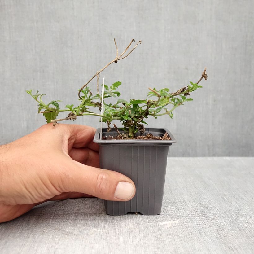 Amostra de Glandularia Seabrook's Lavender Vaso de 8/9 cm tal como entregue no outono
