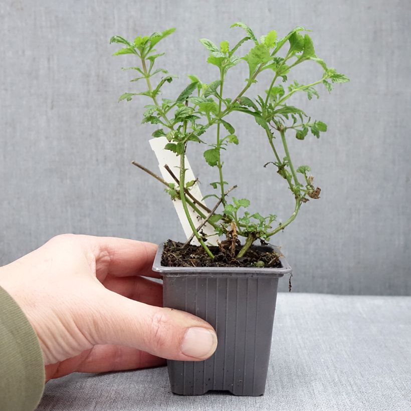 Amostra de Verveine Seabrook's Lavender Vaso de 8/9 cm tal como entregue no inverno