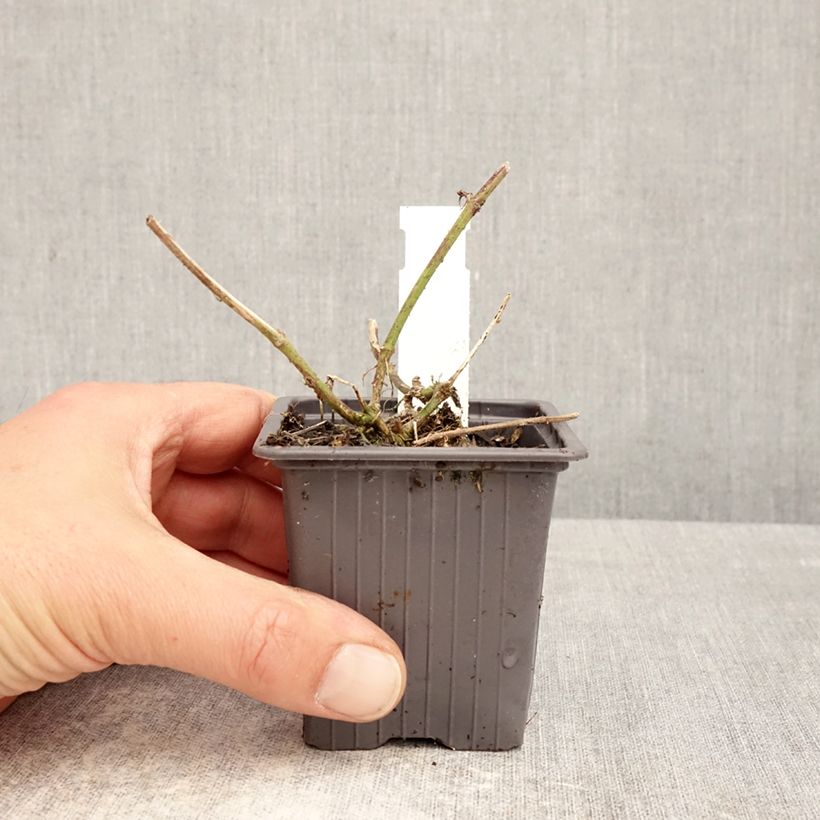 Amostra de Glandularia Seabrook's Lavender Vaso de 8/9 cm tal como entregue na primavera