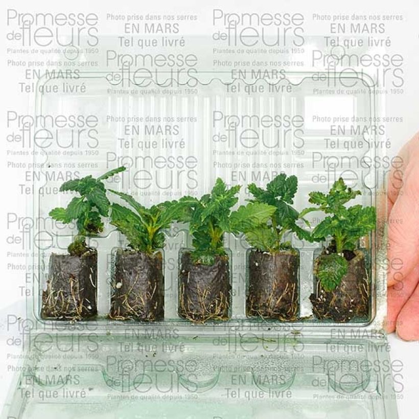 Exemplo de amostra de Verveine Star dreams lilas Mini-motte Ø 3/4 cm tal como entregue