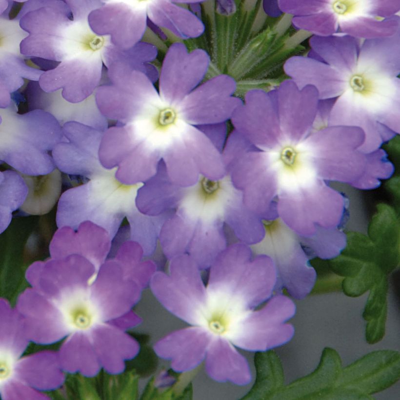 Verbena Lavender White (Floração)
