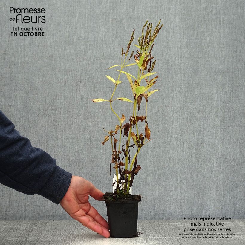 Amostra de Verbena hastata Alba Vaso de 8/9 cm tal como entregue no outono