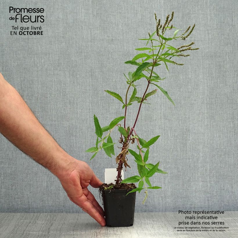 Amostra de Verbena hastata Vaso de 8/9 cm tal como entregue no outono