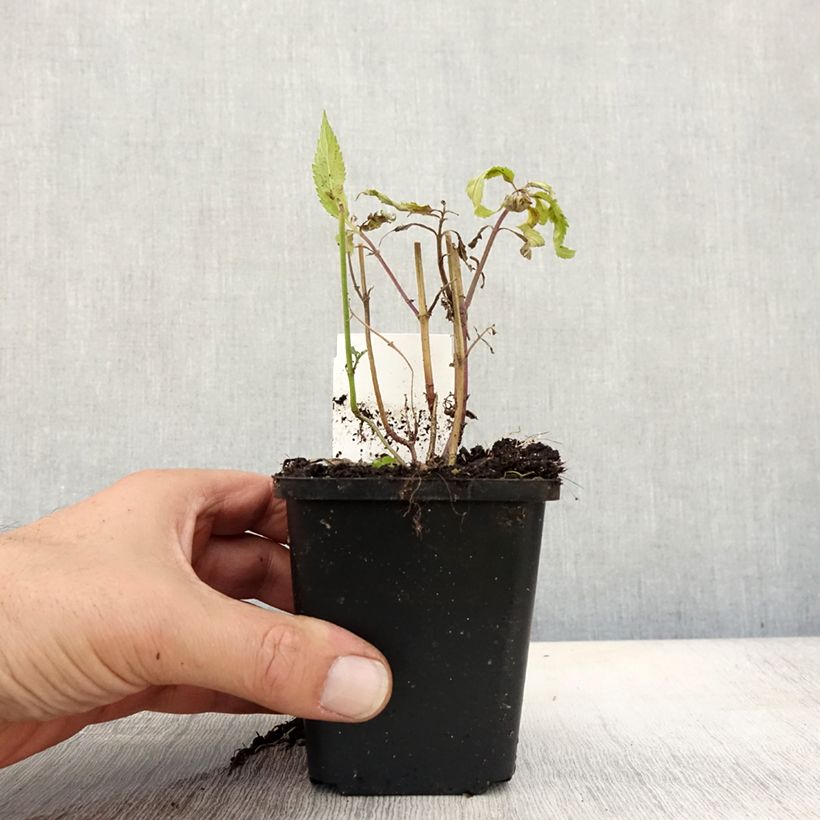 Amostra de Verbena hastata Rosea Vaso de 8/9 cm tal como entregue no outono