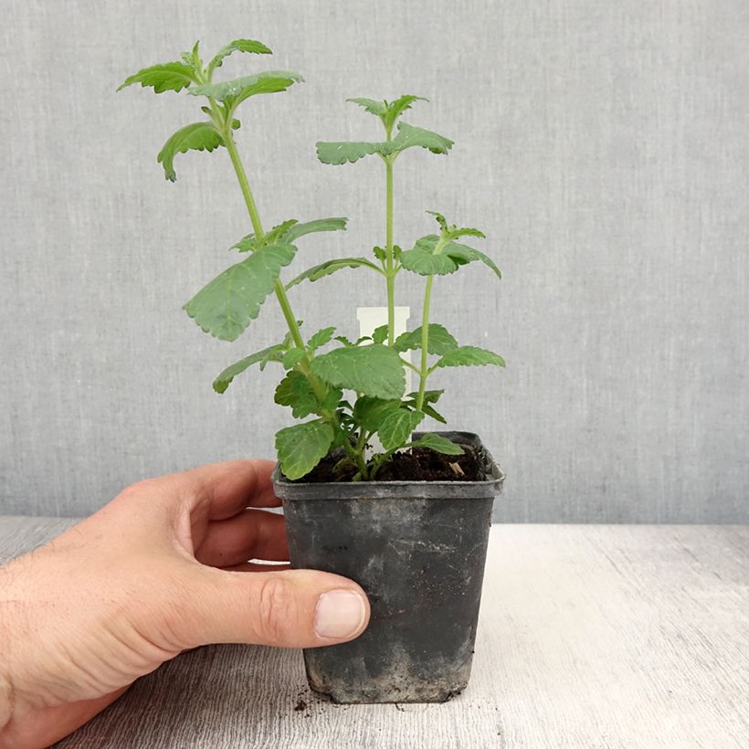 Amostra de Verveine Virgo up Purple Godet de 8/9 cm tal como entregue na primavera