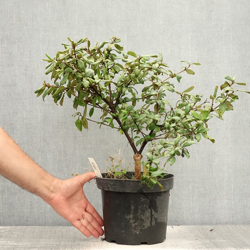 Amostra de Viburnum burkwoodii Conoy - Viorne de Burkwood Vaso de 4 L/5 L tal como entregue no verão