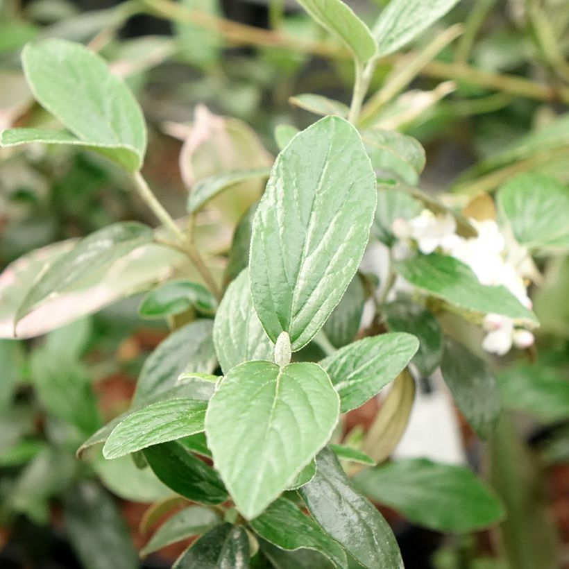 Viburnum burkwoodii Conoy - Viorne de Burkwood (Folhagem)
