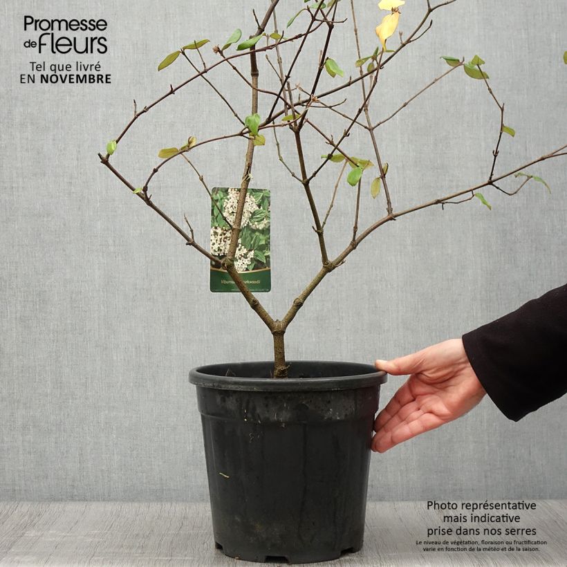 Amostra de Viburnum burkwoodii - Viburno de Burkwood Vaso de 7,5 L/10 L tal como entregue no outono