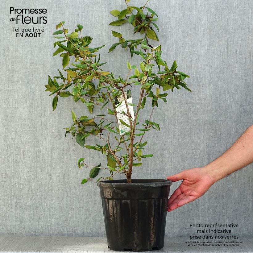 Amostra de Viburnum burkwoodii - Viburno de Burkwood Vaso de 7,5 L/10 L tal como entregue no verão