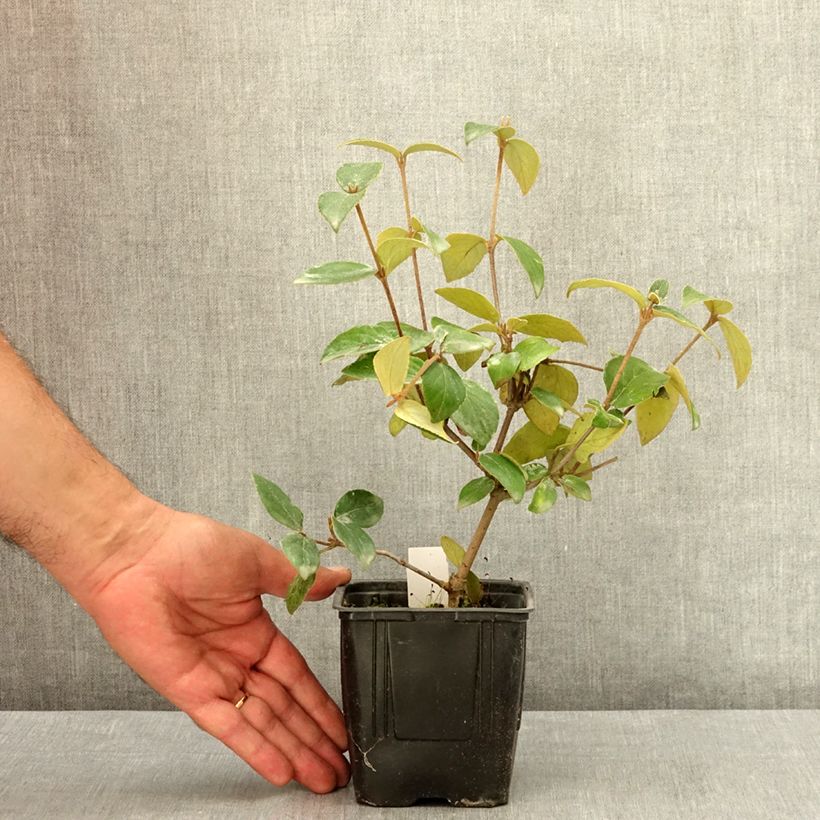 Amostra de Viburnum burkwoodii - Viburno de Burkwood Vaso de 12 cm/13 cm tal como entregue no verão