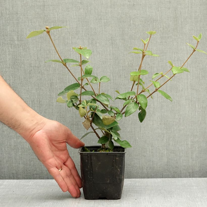 Amostra de Viburnum burkwoodii - Viburno de Burkwood Vaso de 12 cm/13 cm tal como entregue na primavera