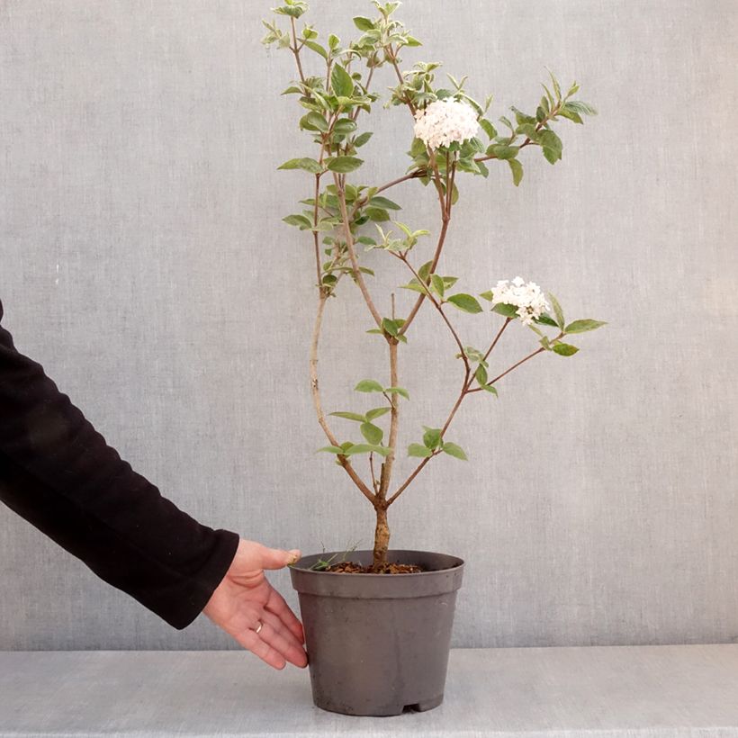 Amostra de Viburnum carlesii - Viburno-da-Coreia Vaso de 2 L/3 L tal como entregue na primavera