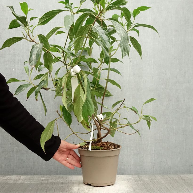 Amostra de Viburnum cylindricum - Viburno cilíndrico Vaso de 4 L/5 L tal como entregue no outono