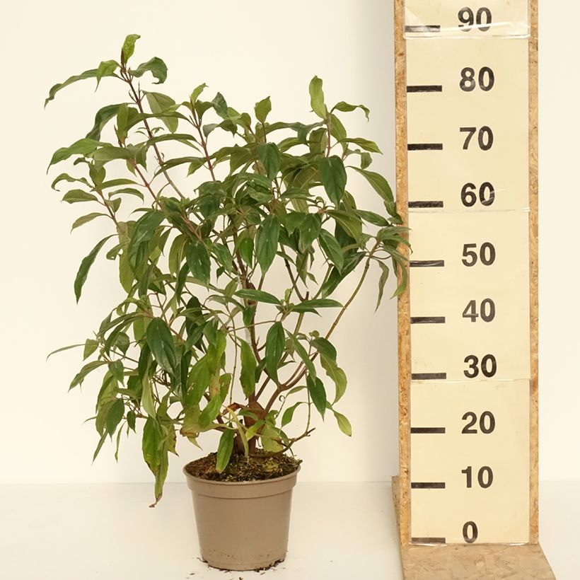 Amostra de Viburnum cylindricum - Viburno cilíndrico Vaso de 4 L/5 L tal como entregue na primavera