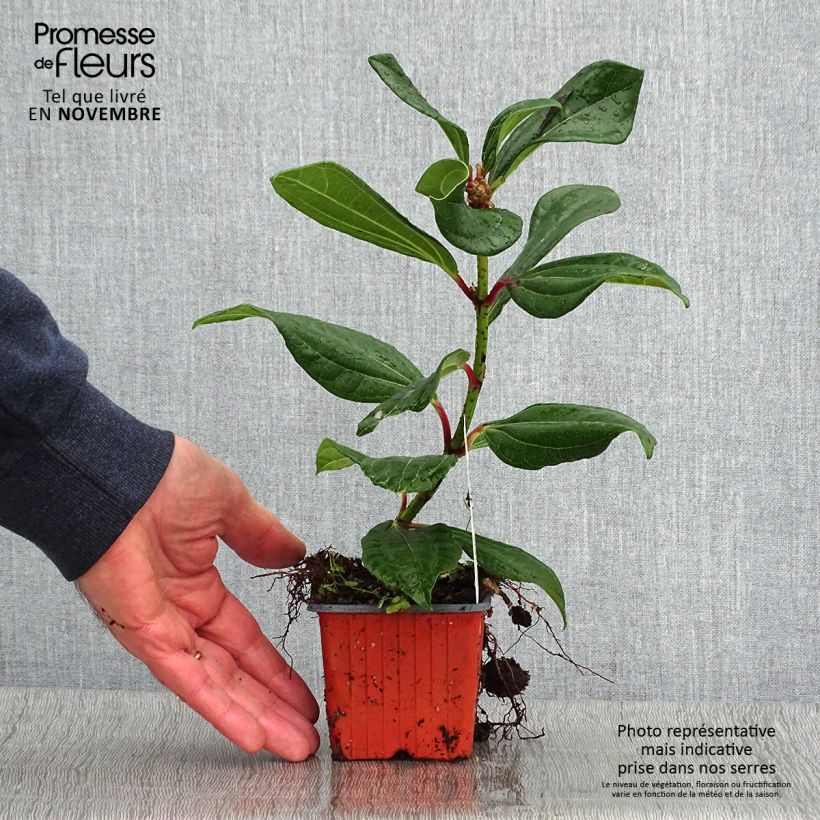 Amostra de Viburnum davidii - Viburno-de-David Vaso de 8/9 cm tal como entregue no outono
