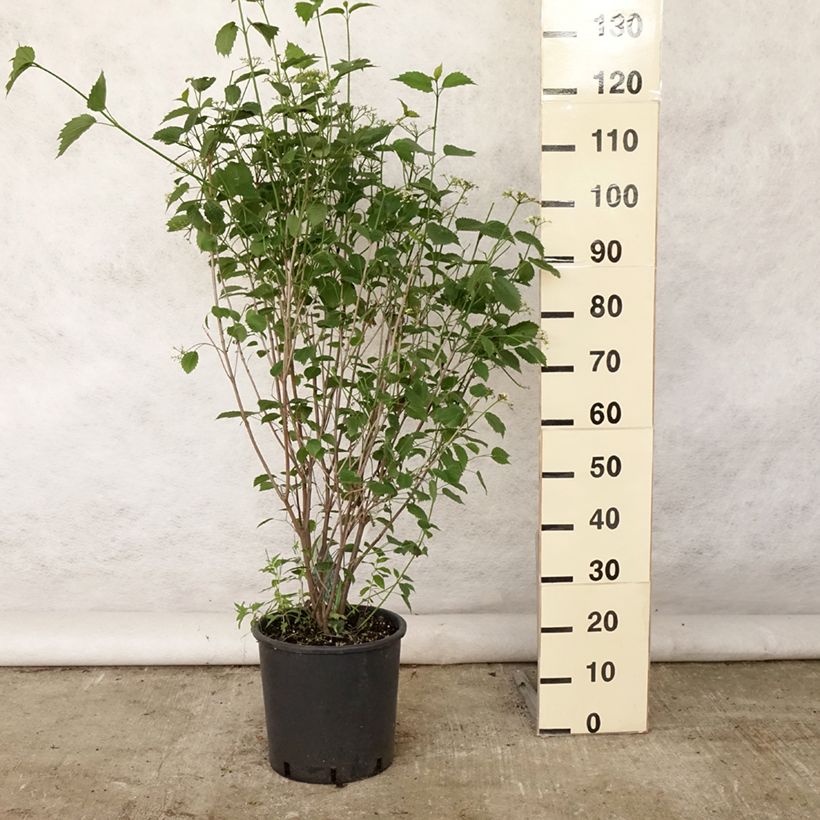 Amostra de Viburnum dentatum Blue Muffin - Viburno-dentado Vaso de 12 L/15 L tal como entregue no verão