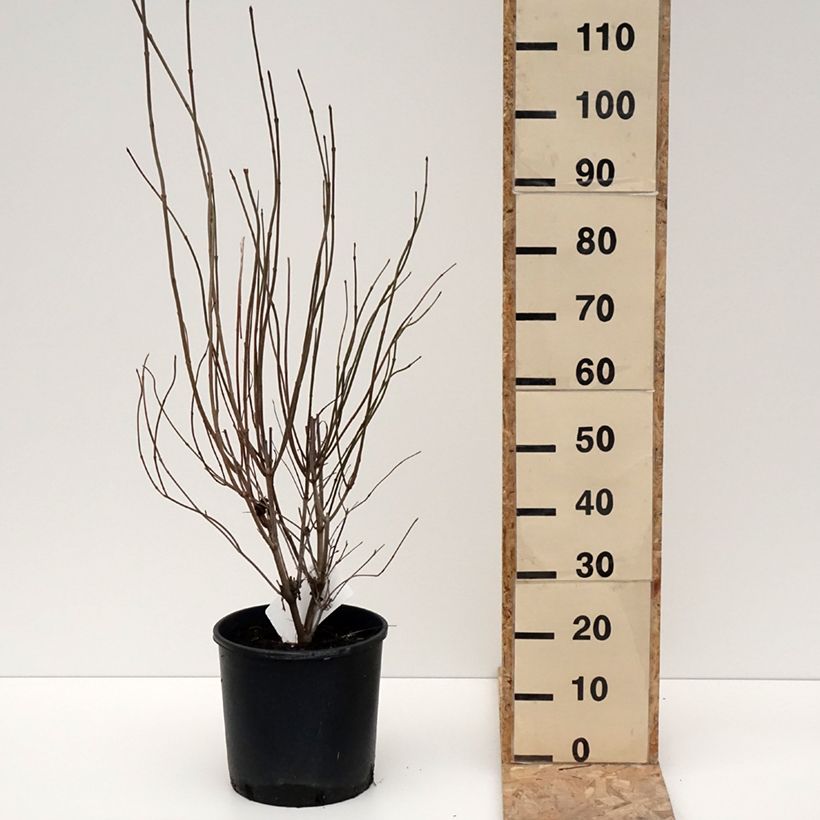 Amostra de Viburnum dentatum Blue Muffin - Viburno-dentado Vaso de 12 L/15 L tal como entregue no inverno