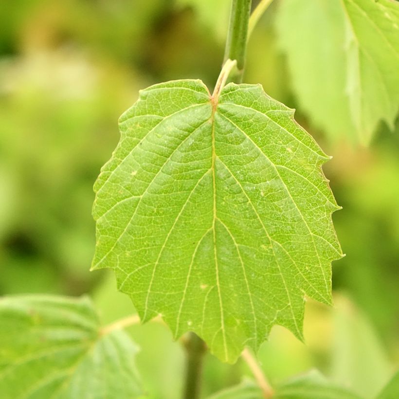 Viburnum dentatum Blue Muffin - Viburno-dentado (Folhagem)