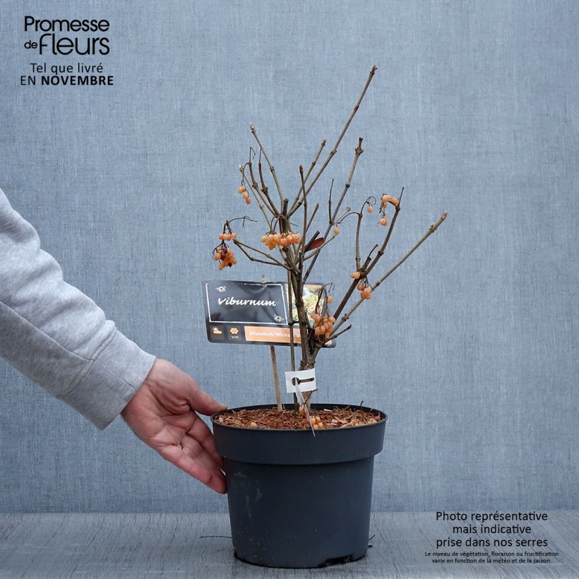 Amostra de Viburnum dilatatum Michael Dodge Vaso de 4 L/5 L tal como entregue no outono