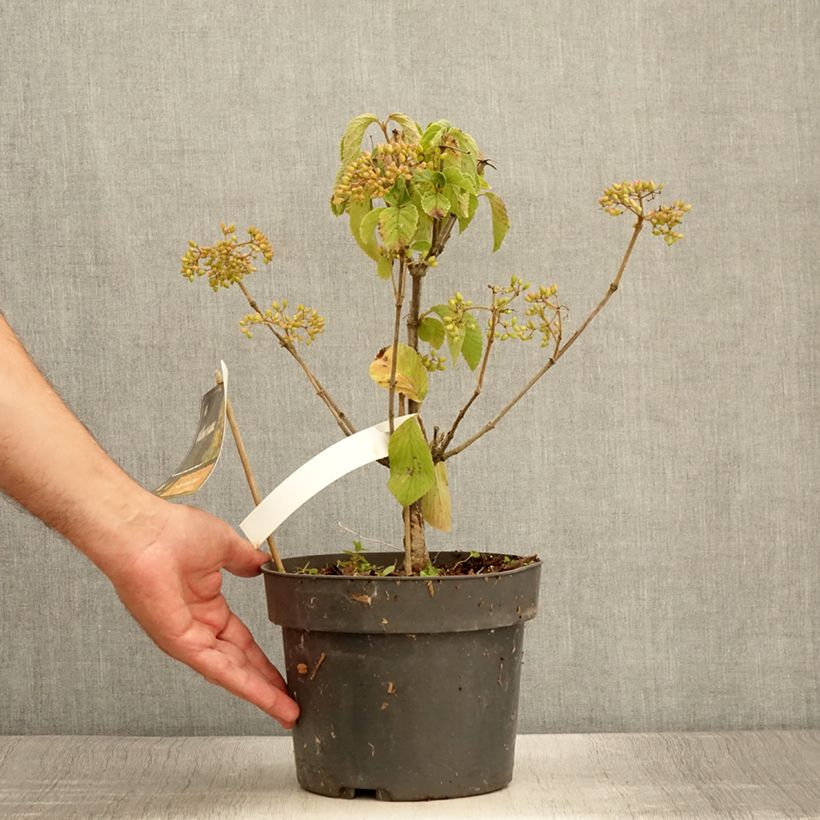 Amostra de Viburnum dilatatum Michael Dodge Vaso de 4 L/5 L tal como entregue no verão