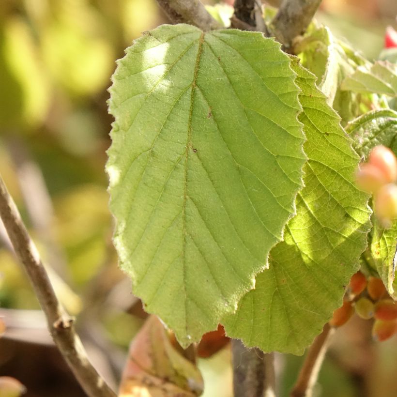 Viburnum dilatatum Michael Dodge (Folhagem)