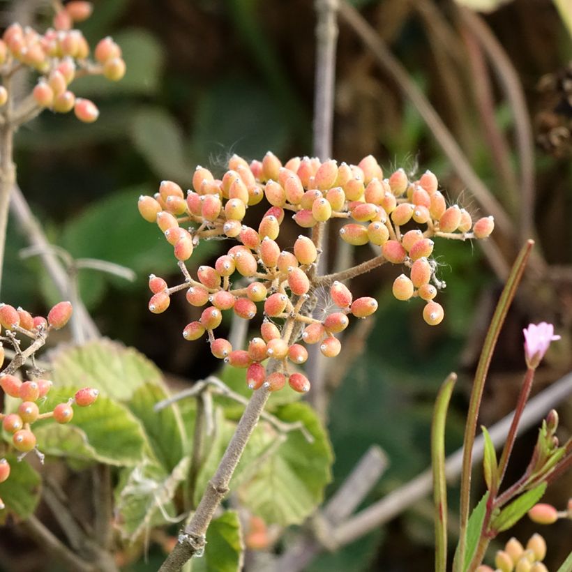 Viburnum dilatatum Michael Dodge (Colheita)