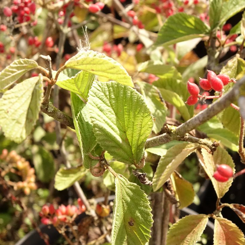 Viburnum dilatatum Sealing Wax (Folhagem)
