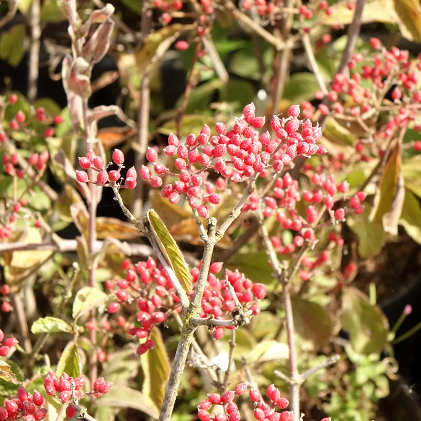 Viburnum dilatatum Sealing Wax (Colheita)