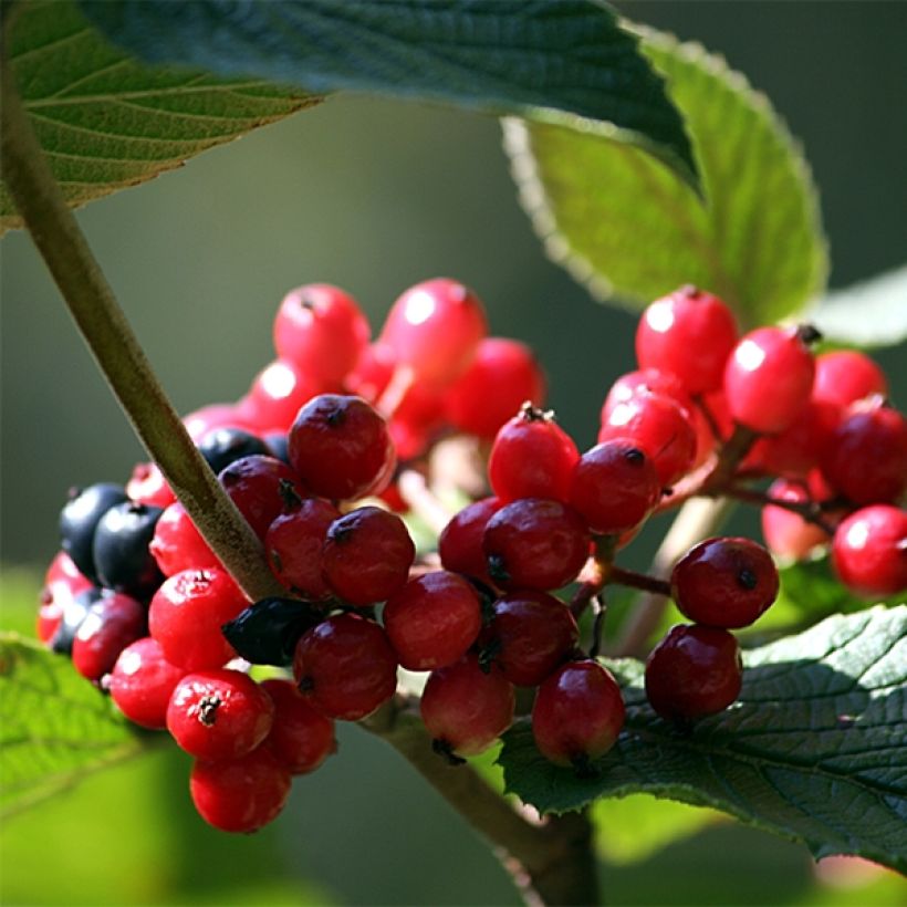 Viburnum lantana - Viburno-lantana (Colheita)