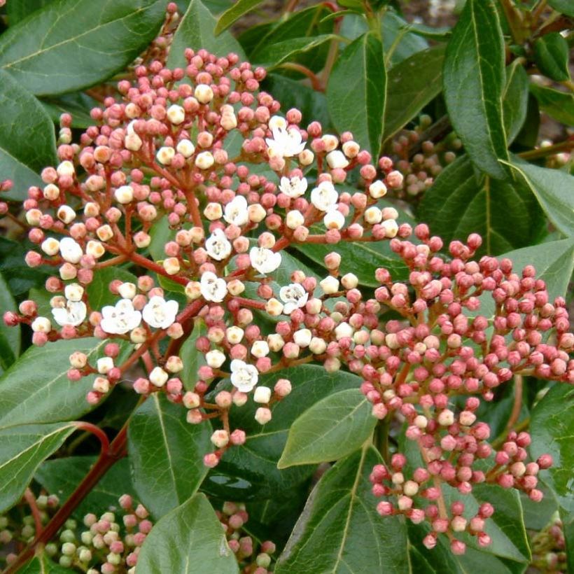 Viburnum lucidum - Folhado (Floração)