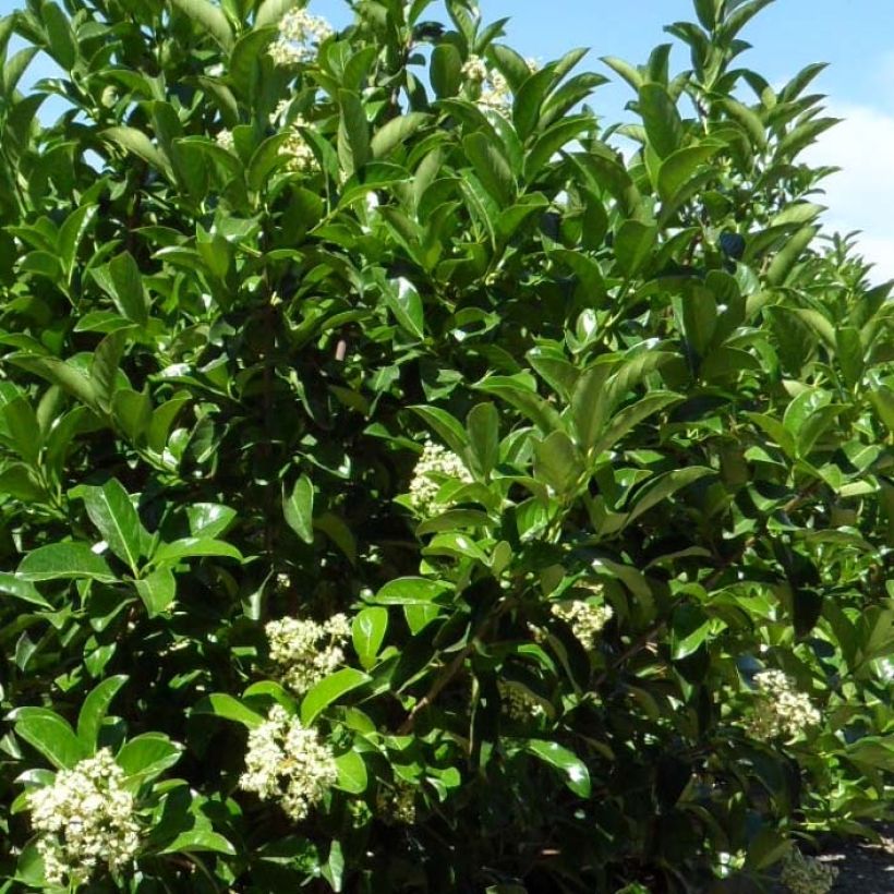 Viburnum lucidum - Folhado (Folhagem)
