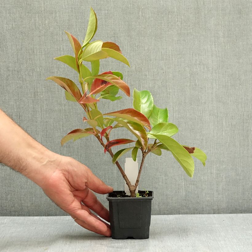 Amostra de Viburnum lucidum - Folhado Vaso de 8/9 cm tal como entregue no verão