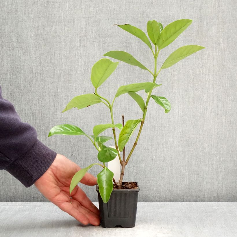 Amostra de Viburnum lucidum - Folhado Vaso de 8/9 cm tal como entregue na primavera
