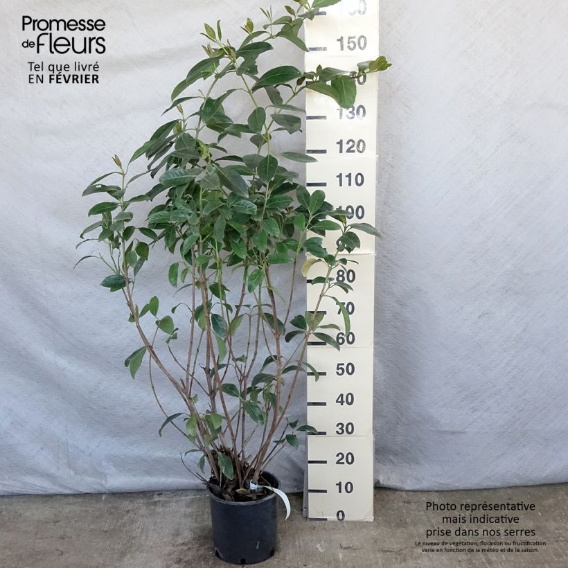Amostra de Viburnum lucidum - Viorne luisante Vaso de 2 L/3 L tal como entregue no inverno