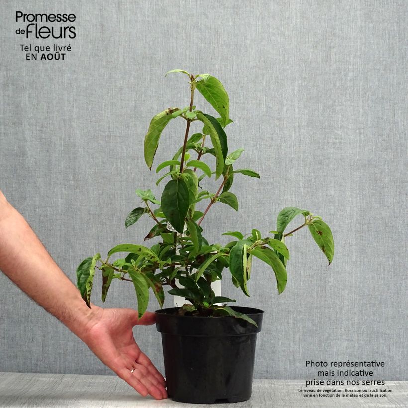 Amostra de Viburnum macrocephalum Happy Fortuna - Bola-de-neve-da-china Vaso de 3 L/4 L tal como entregue no verão