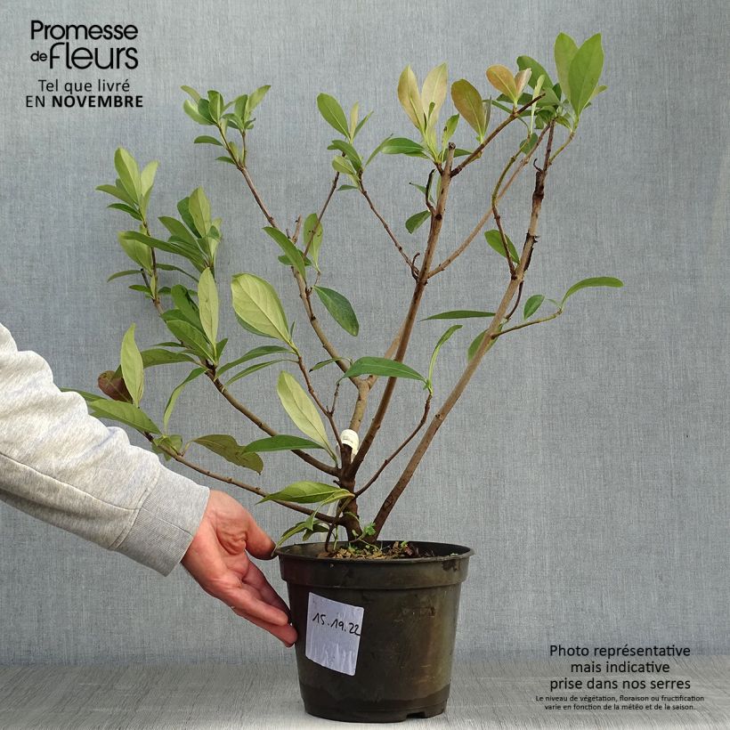 Amostra de Viburnum odoratissimum Coppertop - Viburno-doce Vaso de 3 L/4 L tal como entregue no outono