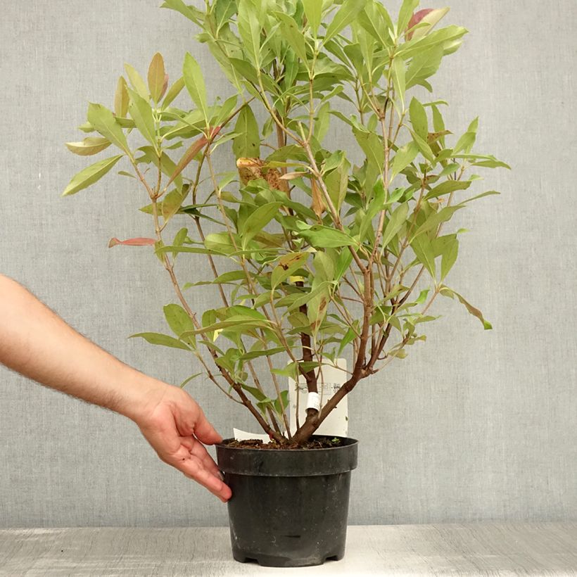 Amostra de Viburnum odoratissimum Coppertop - Viburno-doce Vaso de 3 L/4 L tal como entregue no verão
