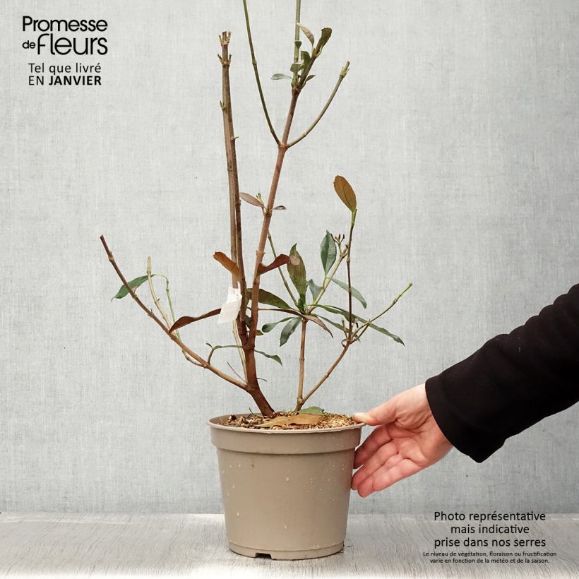 Amostra de Viburnum odoratissimum Coppertop - Viorne parfumée  Vaso de 3 L/4 L tal como entregue no inverno