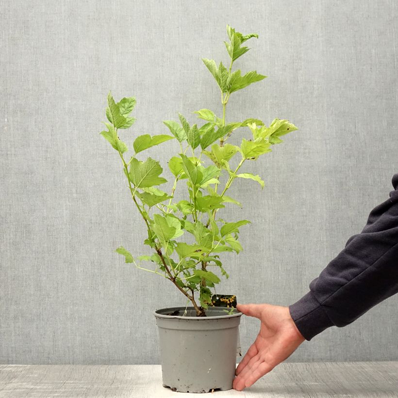 Amostra de Viburnum opulus Xanthocarpum - Bola-de-neve Vaso de 3 L/4 L tal como entregue no verão