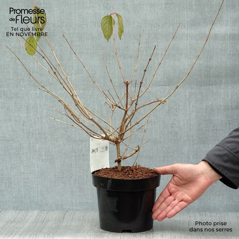 Amostra de Viburnum plicatum Mariesii - Viburno-do-japão Vaso de 3 L/4 L tal como entregue no outono