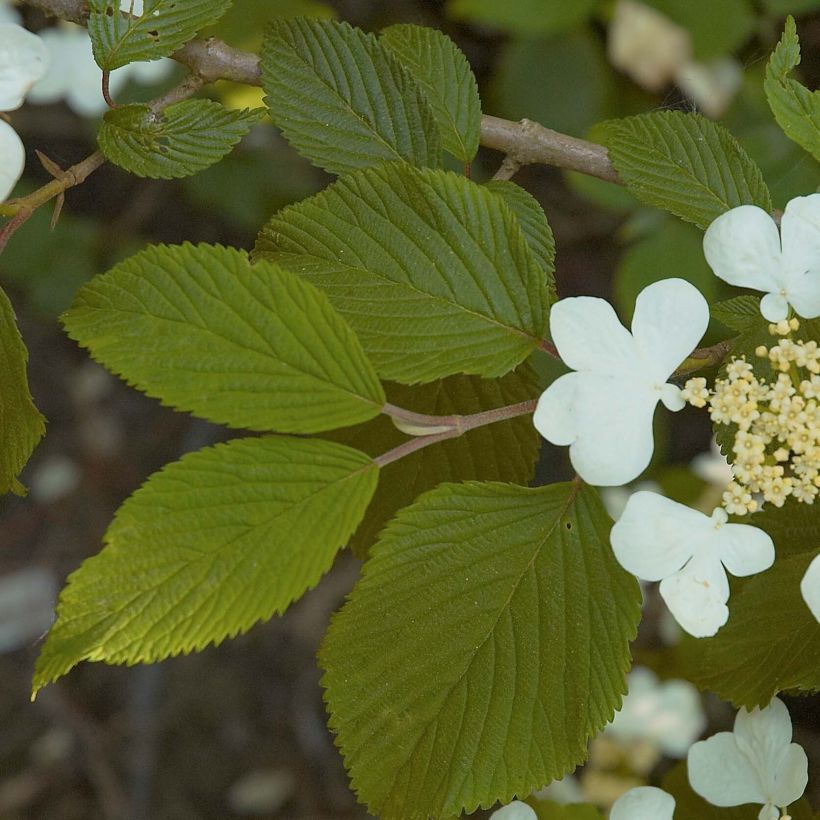 Viburnum plicatum Mariesii - Viburno-do-japão (Folhagem)