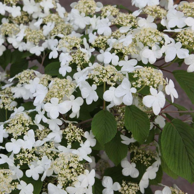 Viburnum plicatum Mariesii - Viburno-do-japão (Floração)